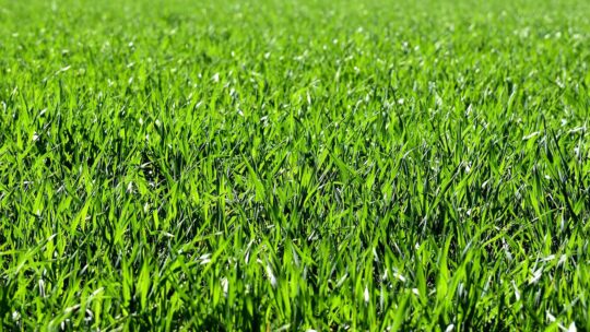 Graszaad kopen: alles wat je moet weten